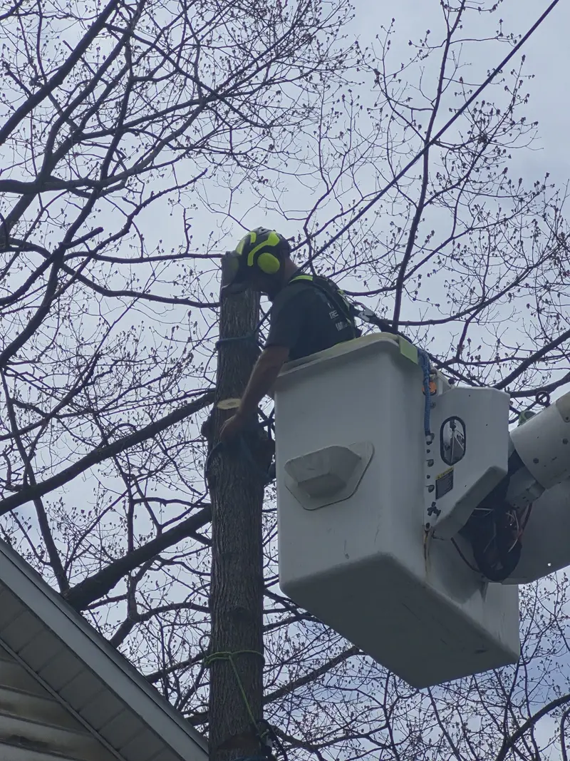 Bucket truck removing a trunk next to a house