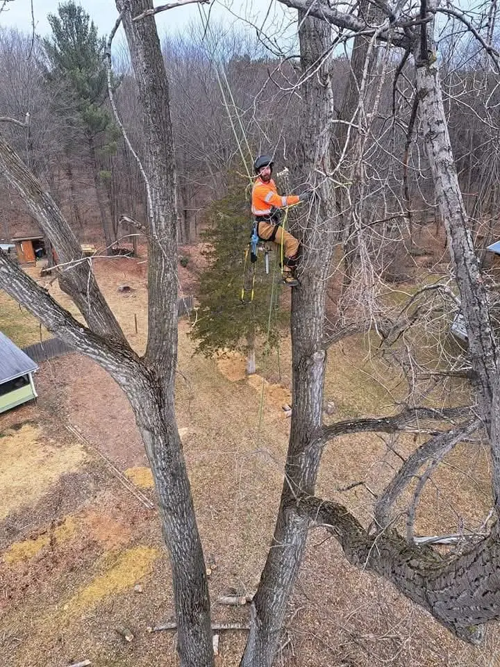 Climber roped in high in a large tree