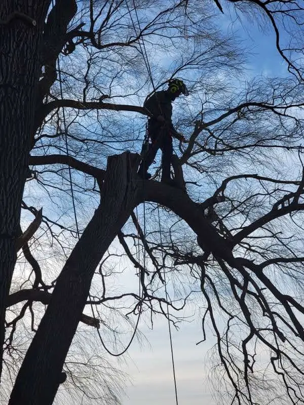 Climber working through the canopy of a large tree