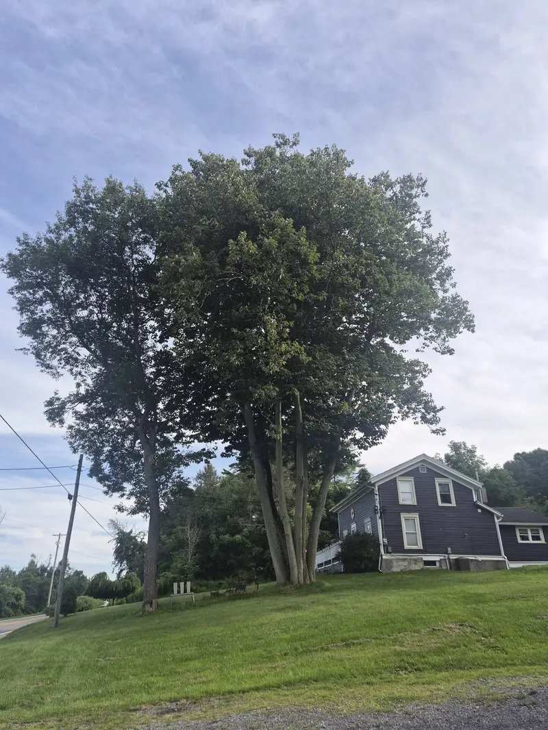 Large multi-trunk tree beside a house before removal