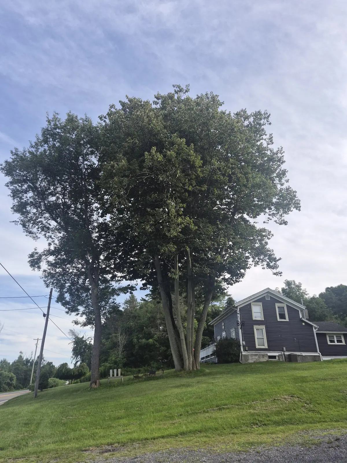 Mature trees on a residential property