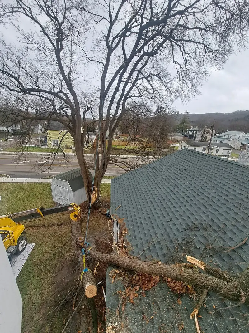 Split limb resting on a shingle roof beside a large tree