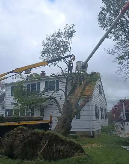 Uprooted tree against a two-story house